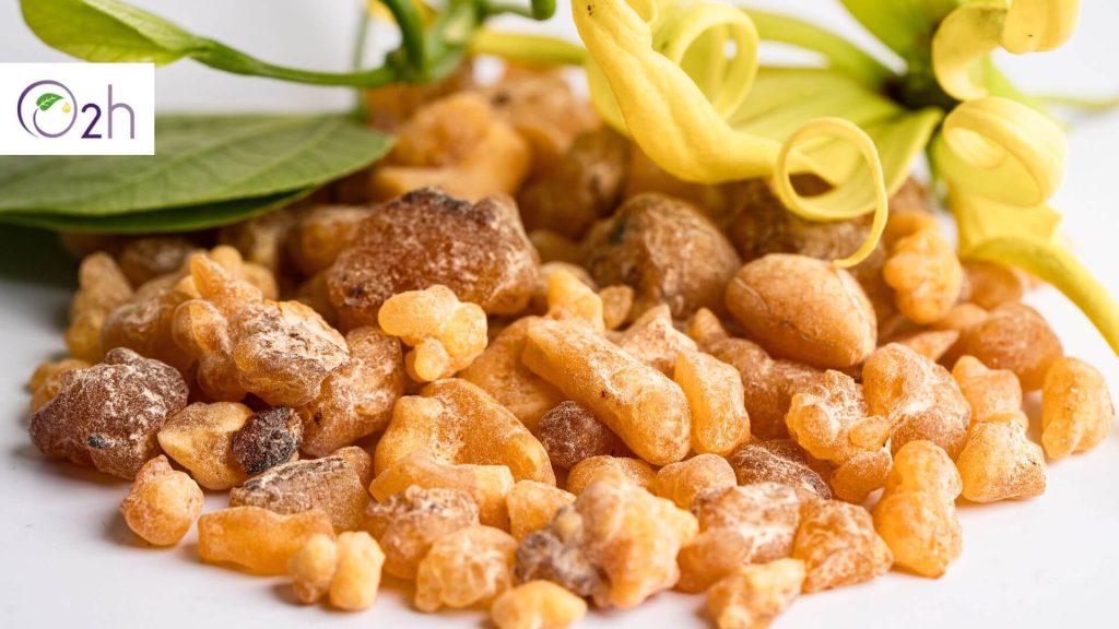 frankincense essential oil 1