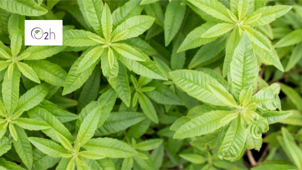 lemon-verbena