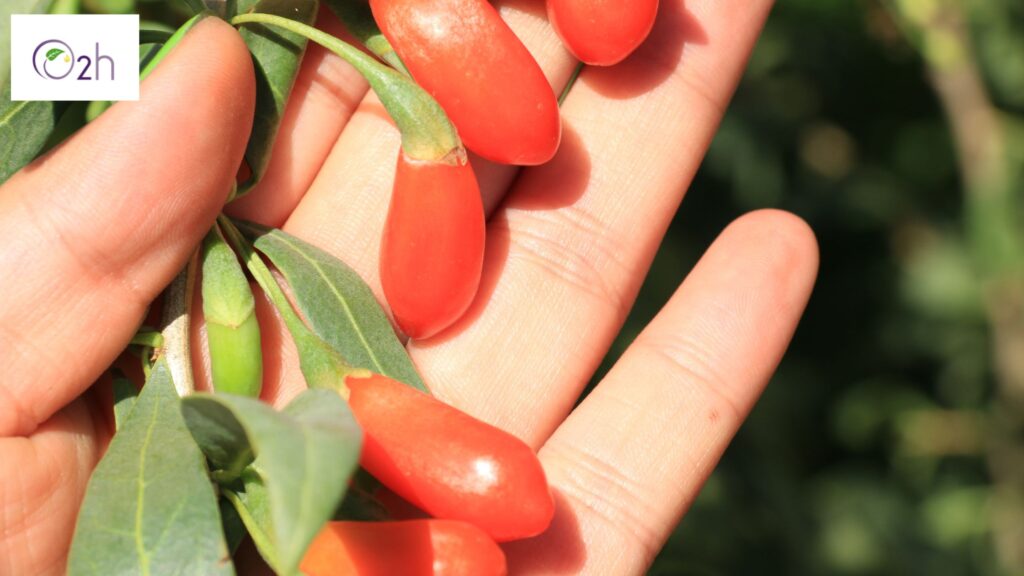 manfaat wolfberry