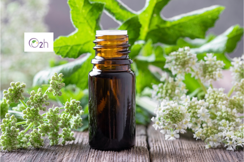 white angelica essential oil young living